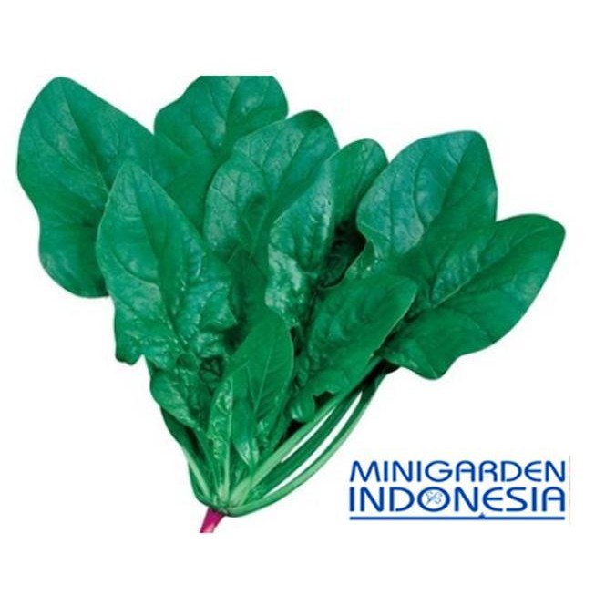 20 benih bayam hijau horenso F1 import jepang bibit tanaman sayur sayuran hidroponik