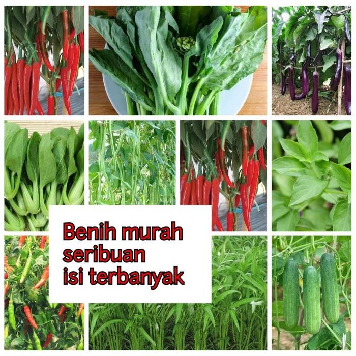 PART1 ANEKA BIBIT SAYUR BENIH SAYURAN SERIBUAN HIDROPONIK SAWI POKCOY BAYAM TOMAT CABAI TERONG BAYAM