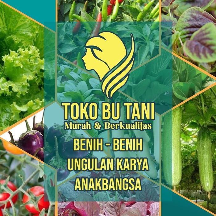 Bibit Sayuran Benih Sayur Paket Lengkap Tanaman Hidroponik Kangkung
