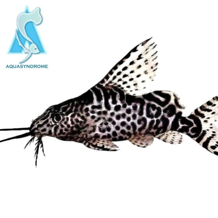 Synodontis Sinodentis Ikan Pemakan Alga Lumut Ikan Sapu Sapu Hias *