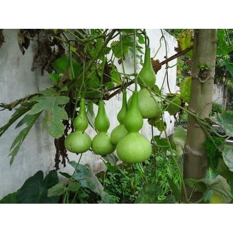 Benih / Biji / Bibit Labu Unik - Labu Botol - Labu Kendi- Labu Dewa *