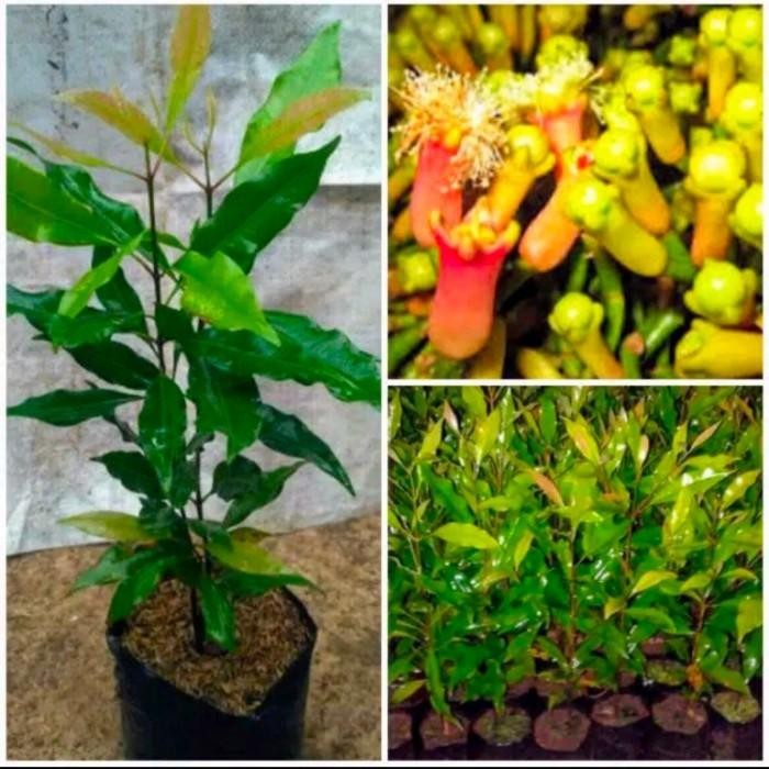 

[Fresh] Bibit Pohon Cengkeh Unggul Terbaik