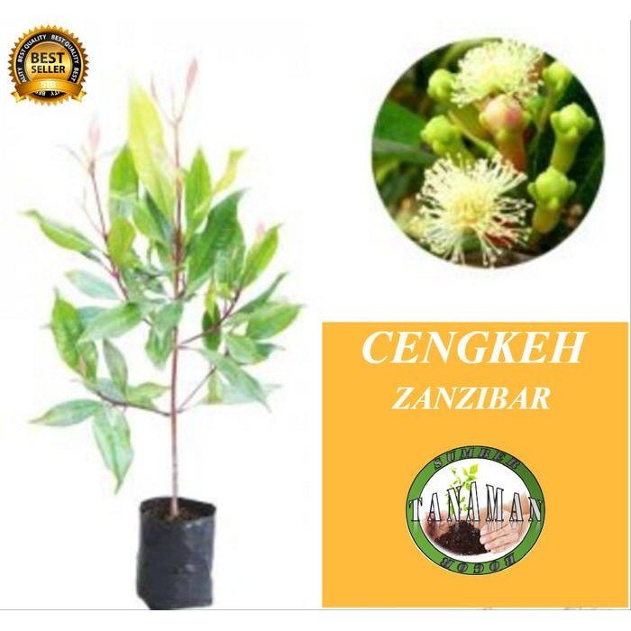 

[Fresh] Bibit Pohon Cengkeh Unggul