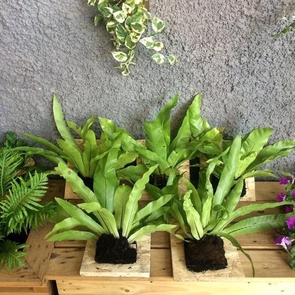 

[Fresh] Kadaka Tempel Frame