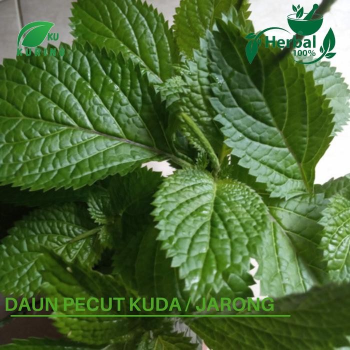 

[Fresh] Daun Pecut Kuda Segar 1Kg Daun Jarong - Yu Long Bian Herbal Organik