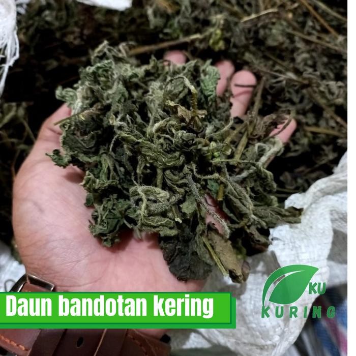 

[Fresh] Daun bandotan kering kemasan 100 gram siap pakai