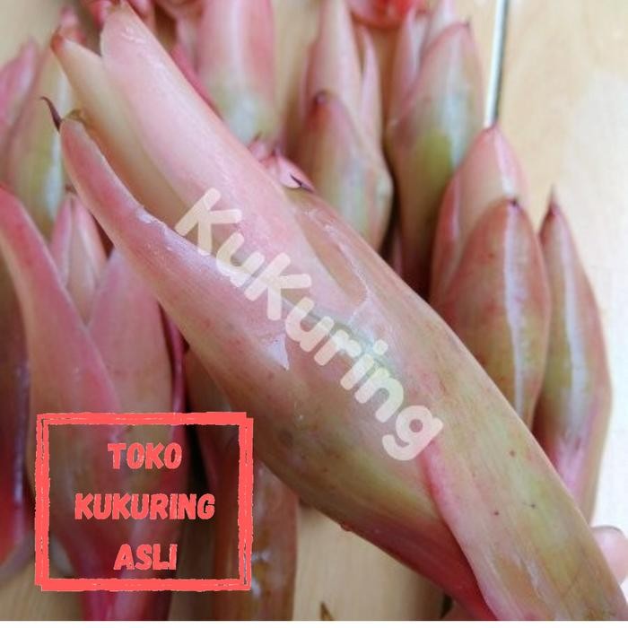 

[Fresh] Bunga kecombrang segar asam patikala cikala bumbu/herbal kukuring