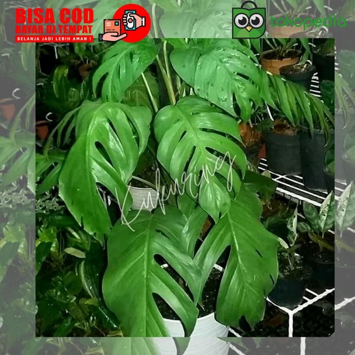 

[Fresh] Daun Ekor Naga Segar Herbal Murah Langsung petik - Epipremnum pinnatum