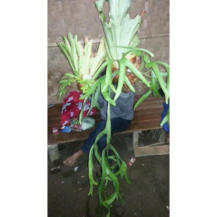 

[Fresh] bibit KADAKA TANDUK RUSA ASLI JUNGLE