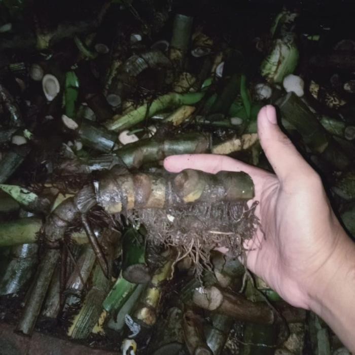 

[Fresh] Bonggol Rhaphidophora pinnata/Ekor Naga