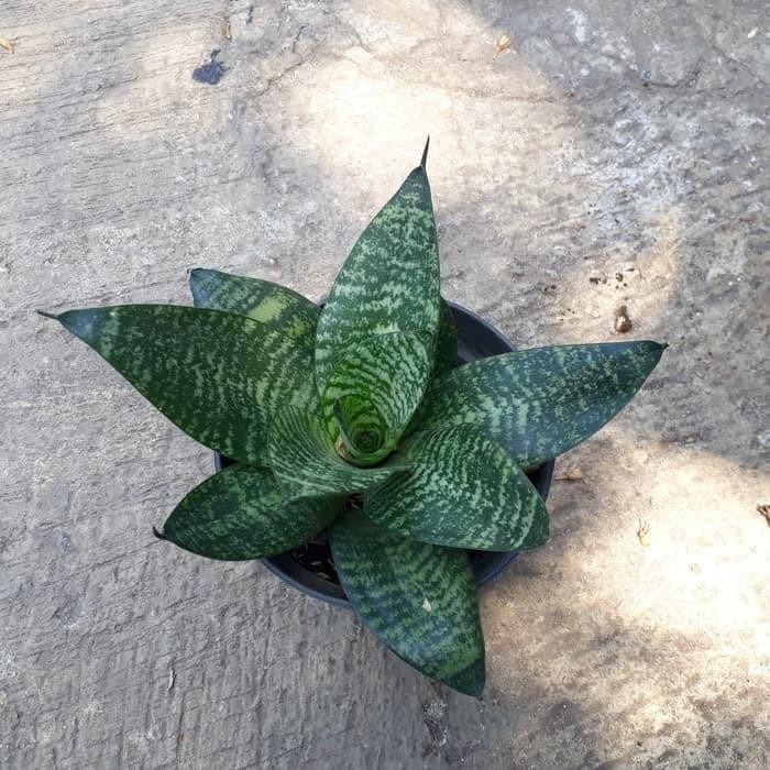 

[Fresh] Promo Lidah mertua mini warna hijau+pot