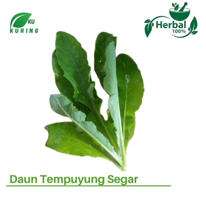 

[Fresh] Daun Tempuyung segar 500 gram - Obati Batu Ginjal - Herbal Organik