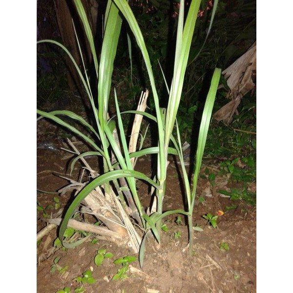 

[Fresh] Benih/Bibit/Batang/Stek Turubuk/Terubuk/Terubus/Trubus/Trubuk/Endog