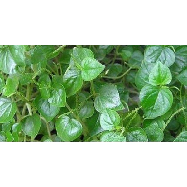 

[Fresh] Murah Daun Ketumpang Air Daun Suruhan Sirih Bumi atau Sirih Cina Segar