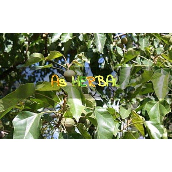 

[Fresh] Murah Daun Kemiri Segar 1 Kg