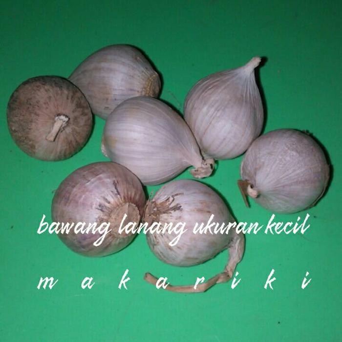 

bawang putih tunggal(bawang putih lanang) ukuran kecil