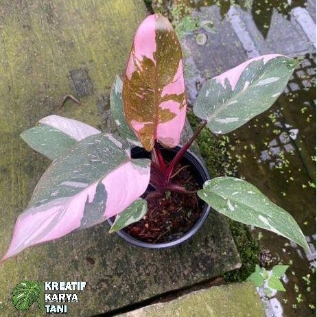 TANAMAN HIAS PHILODENDRON PINK PRINCESS - TANAMAN HIAS PINK PRINCESS