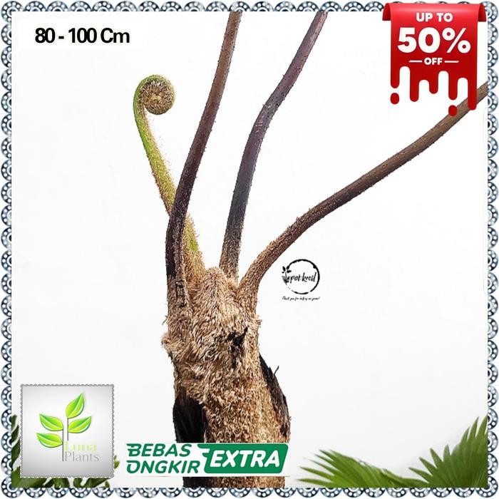 PAKIS MONYET - TANAMAN HIAS PAKIS MONYET