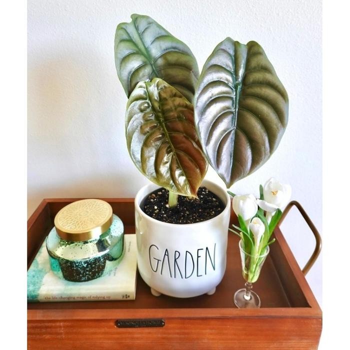 ALOCASIA CUPREA HITAM / KELADI TENGKORAK UKURAN ANAKAN