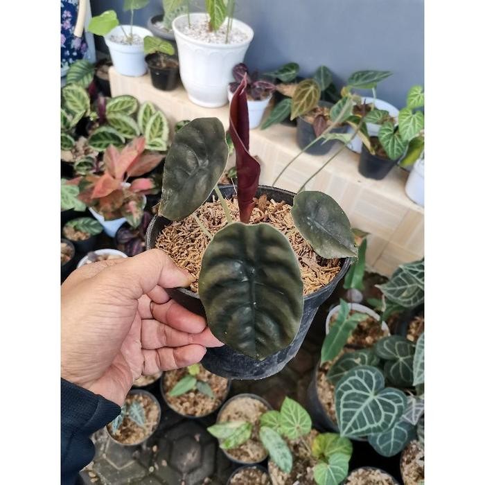 TANAMAN ALOCASIA CUPREA / KELADI TENGKORAK / ALOCASIA TENGKORAK