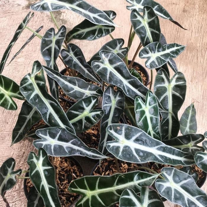 TANAMAN HIAS ALOCASIA BAMBINO - ALOCASIA BAMBINO - ALOCASIA