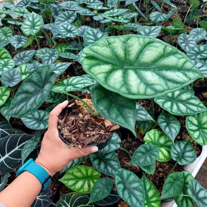 TANAMAN HIAS ALOKASIA ALOCASIA DRAGON SCALE BAGINDA UKURAN M