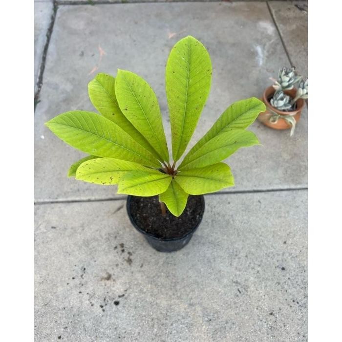 TANAMAN BUAH MAMEY SAPOTE MAGANA / BIBIT SAWO JUMBO OREN MERAH BESAR