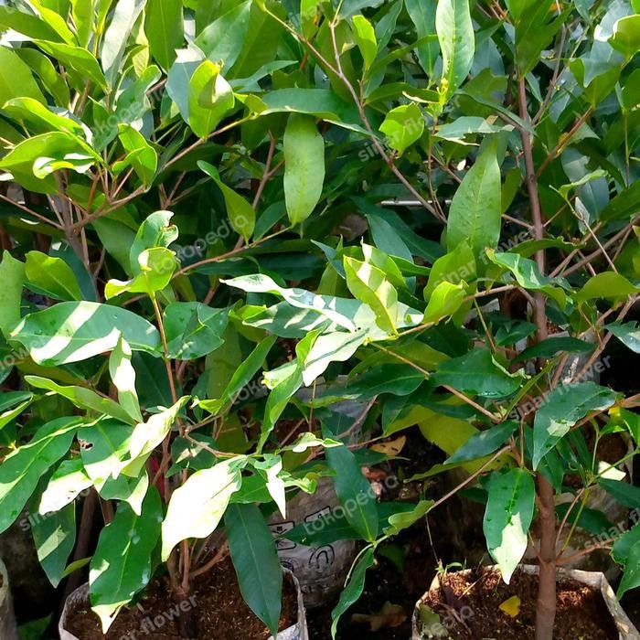 POHON JAMBU AIR CITRA POHON JAMBU SUDAH BERBUNGA