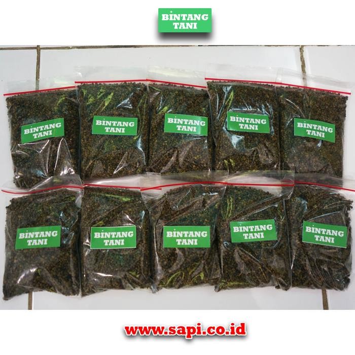 BIBIT INDIGOFERA