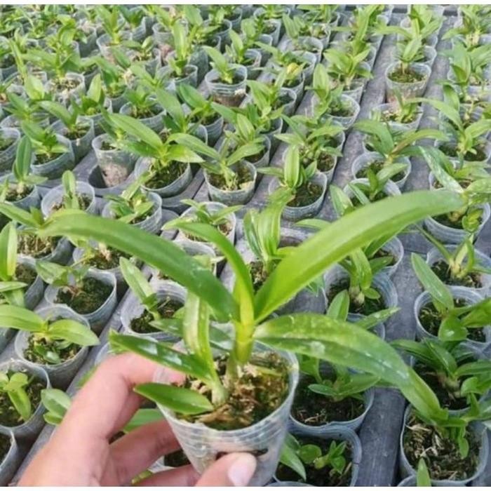 SEEDLING ANGGREK DENDROBIUM GALAXY