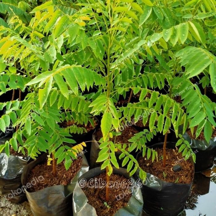 BIBIT BLIMBING WULUH/BLIMBING SAYUR