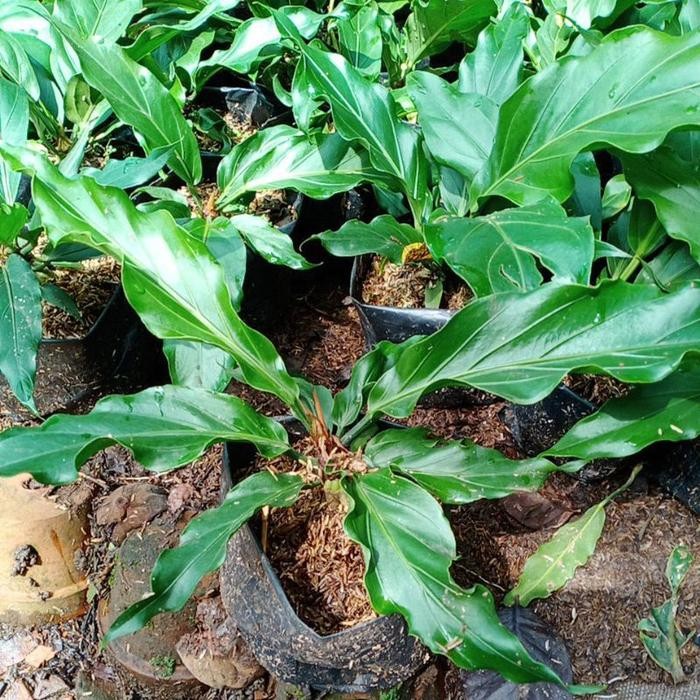 TANAMAN HIAS ANTHURIUM GELOMBANG CINTA DEWASA & BIBIT / TANAMAN INDOOR ANTORIUM GELOMBANG CINTA /