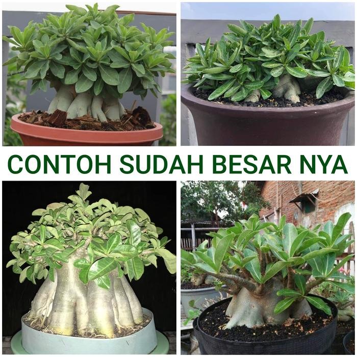ADENIUM GODJI KAMBOJA ( POHON BUKAN BIJI )