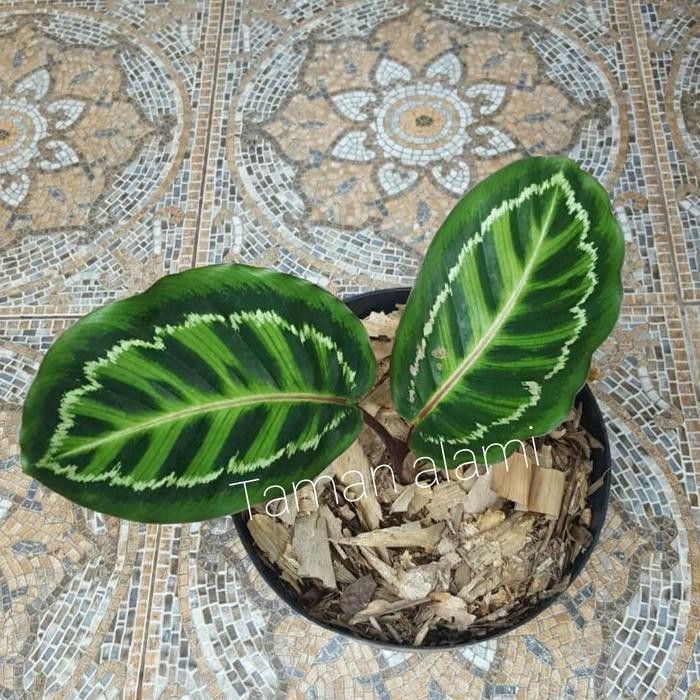 CALATHEA LINDEN - TANAMAN HIAS CALATHEA LINDEN EKONOMIS