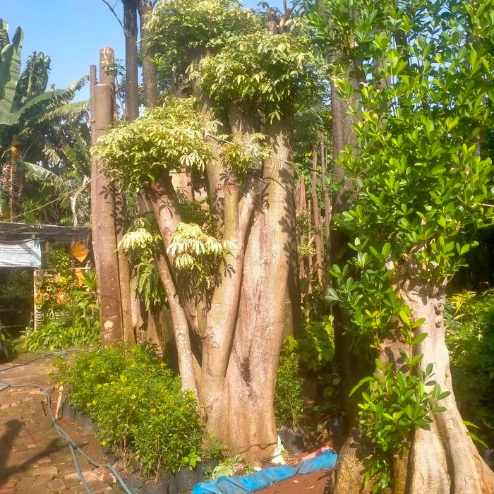 POHON BONSAI RANDU/KAPUK RANDU VARIGATA (BESAR)