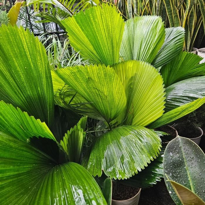 TANAMAN HIAS PALEM KIPAS / PALM KIPAS / TANAMAN PALEM