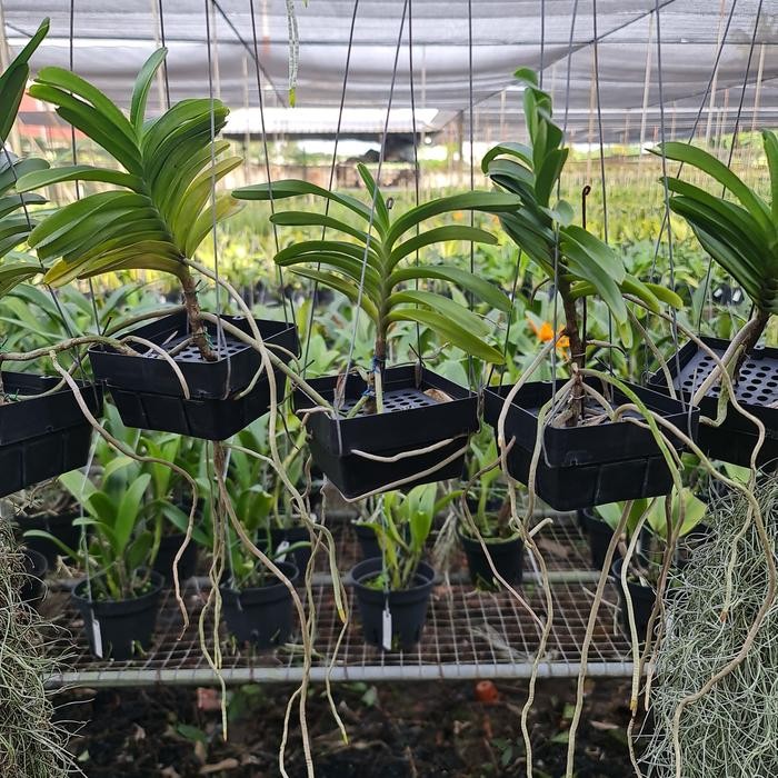 ANGGREK VANDA MINI NANO NANO