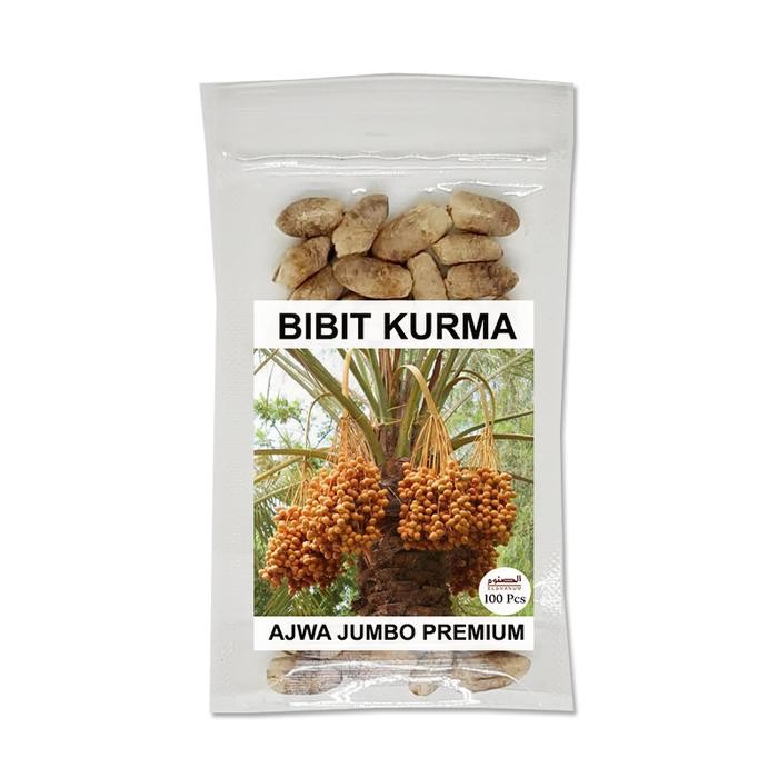 Bibit Kurma Ajwa Premium / Kurma Ajwa Jumbo / Benih Ajwa Unggul