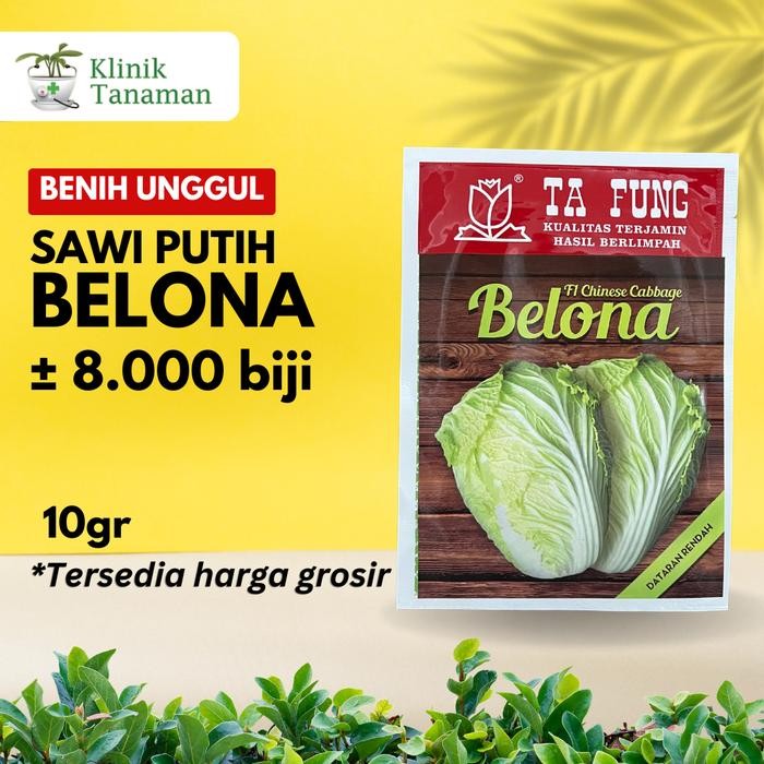 Benih Sawi Putih Belona Chinese Cabbage F1 10gr (8.000 Biji) Sawi Putih Belona Sawi Ta Fung Sawi