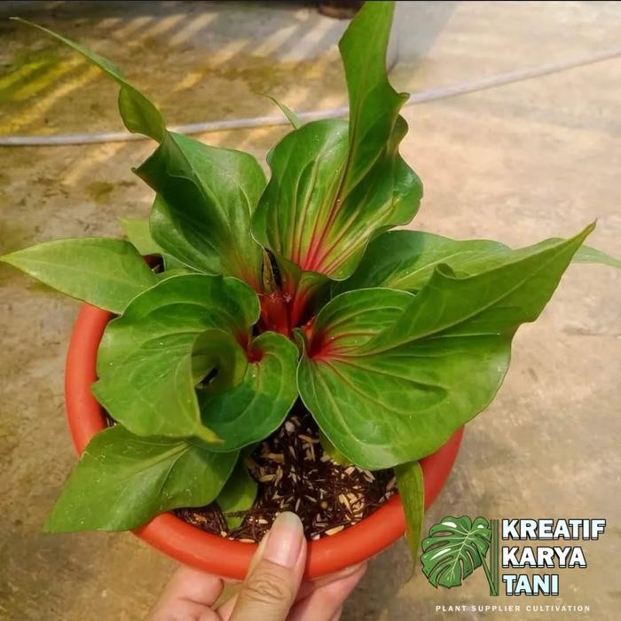 Tanaman hias anthurium obor merah - Anthurium obor