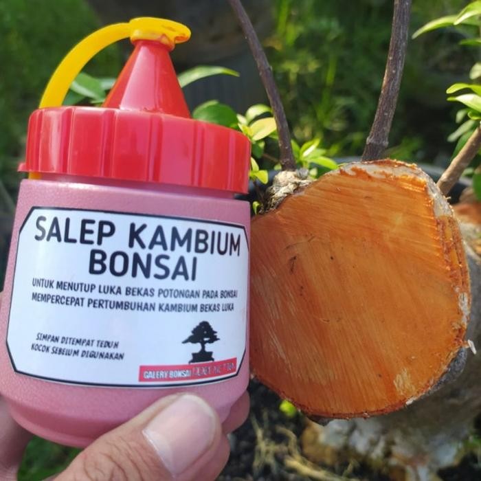 salep kambium bonsai perlengkapan alat bonsai