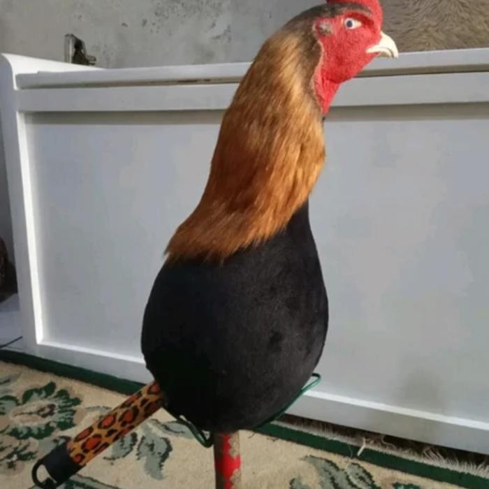 Boneka ayam untuk melatih ayam aduan