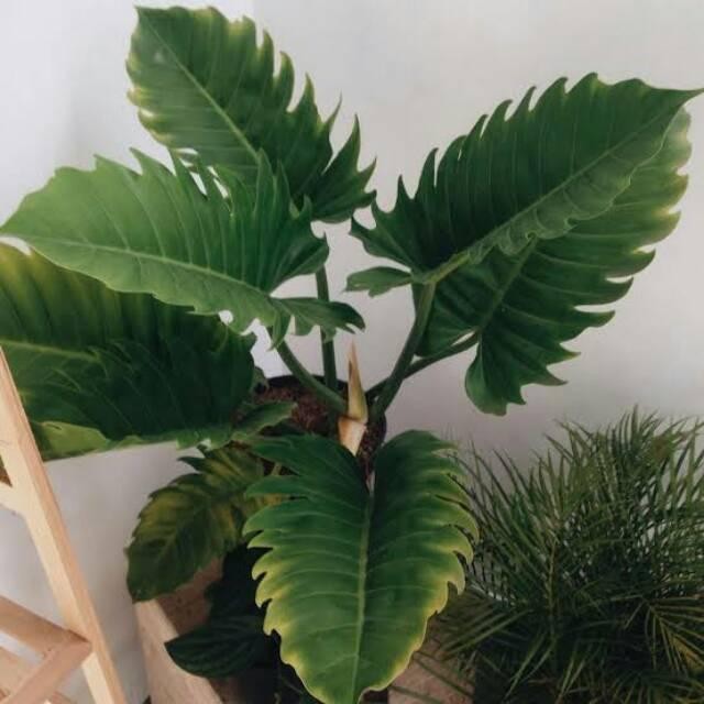 Bibit Tanaman Hias Philodendron Green Saw/Philo Gergaji