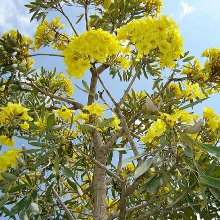 Bibit tanaman tabebuya kuning tinggi 2 meter - Pohon tabebuya kuning