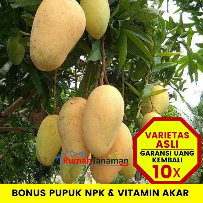 Bibit Tanaman Buah MANGGA CHOKANAN 1 METER UP Unggul Ber