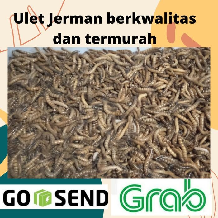 Ulet Jerman Hidup Pakan burung