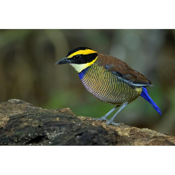 burung pancawarna pilihan cocok untuk Aviary