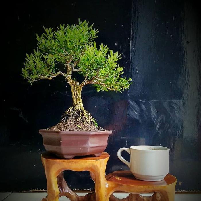 tanaman hias bahan bonsai boksus boxus