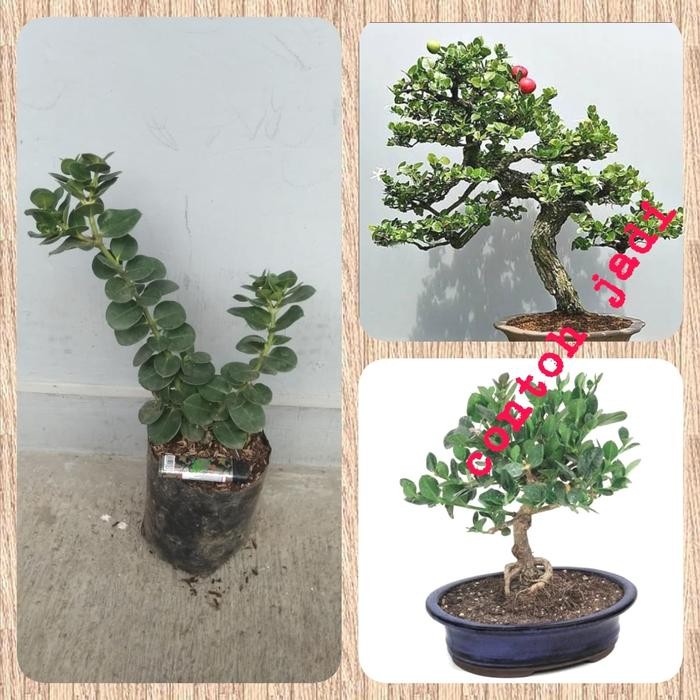 Tanaman Buah Natal Plum - Tanaman Bahan Bonsai