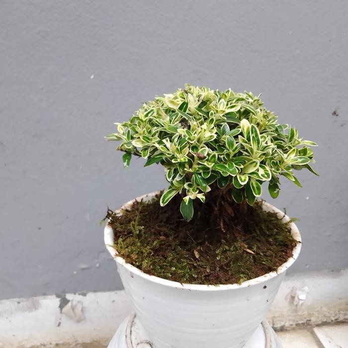 tanaman Bonsai Mirten jadi di kirim sama pot